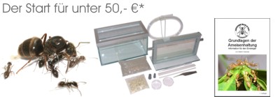 antfarm accessories
