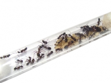 Camponotus ligniperda