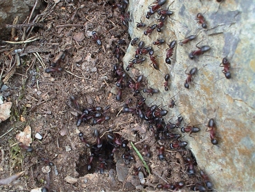 Camponotus ligniperda