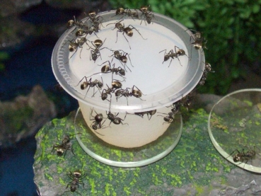 Insect Protein Jelly 16g