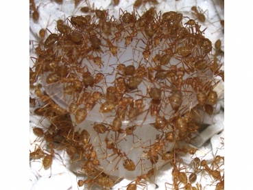 Insect Protein Jelly 16g