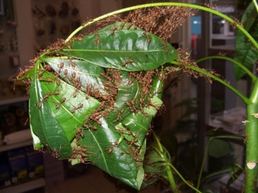 Oecophylla smaragdina (weaver ants)