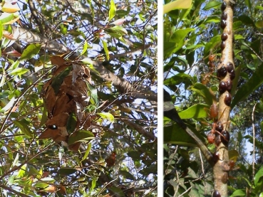 Oecophylla smaragdina (weaver ants)