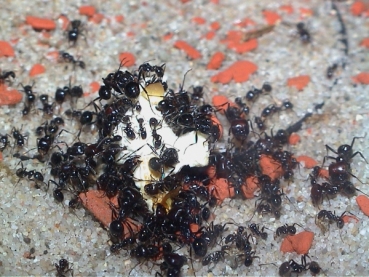 Messor barbarus