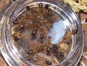 Camponotus spec. from Laos