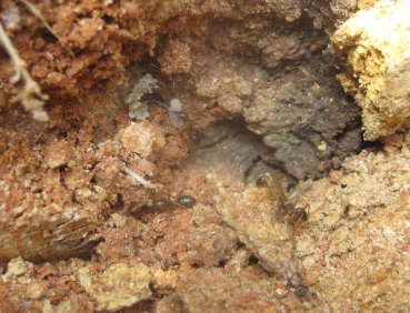 Camponotus spec. from Laos