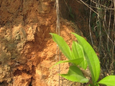 Camponotus spec. from Laos
