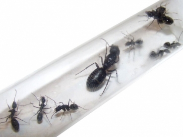 Camponotus spec. (from south/east Asia)
