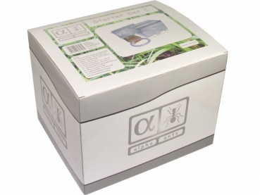 Alpha Ants Starter Set - C