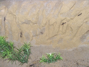 beton nest 59x15
