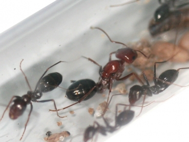 Cataglyphis rosenhaueri