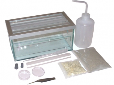 Alpha Ants Starter Set - B