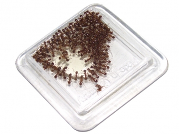 Feeding dish 