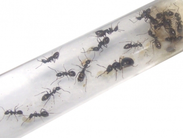 Formica lemani