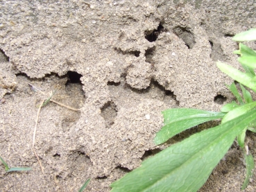 Lasius niger (Black Garden Ant)