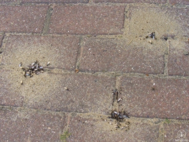 Lasius niger (Black Garden Ant)