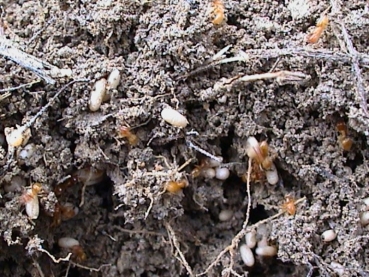 Lasius flavus (Yellow Meadow Ants)