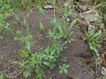 Lasius flavus (Yellow Meadow Ants)