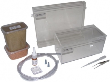 ANTSTORE Starter Set - acrylfarm/arena