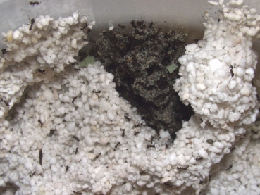 Perlite 2 litre