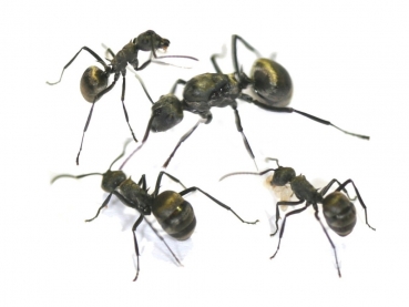 Polyrhachis dives (weaver ants)