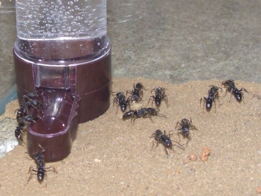 drinking trough (35ml)