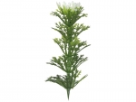 stick plants N
