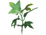 stick plants O