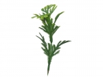 stick plants R