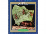 Book: True Book - Ants