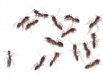 Odontomachus monticola