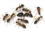 Camponotus spec. from Laos