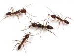 Odontomachus spec.