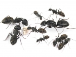 Camponotus spec. (from south/east Asia)
