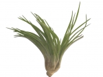Tillandsia - B