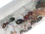 Cataglyphis rosenhaueri