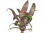 bromeliad - A