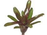 bromeliad - B