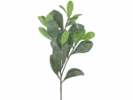 Stick Loquat - Mistelzweig (with wire)