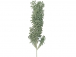 Stick Anigozanthos grey (with wire)