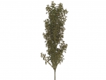 Stick Anigozanthos braun (with wire)