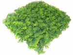 Flora Mat - Korallenfarn FM-85