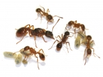 Myrmica rubra