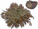 Rose of Jericho