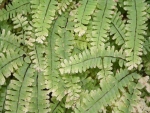 Rear wall 30x20cm plant 005