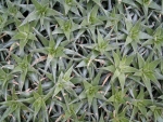 Rear wall 30x20cm plant 008