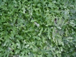 Rear wall 30x20cm plant 011