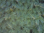Rear wall 30x20cm plant 015
