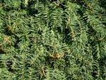 Rear wall 30x20cm plant 016