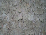 Rear wall 30x20cm wood 009